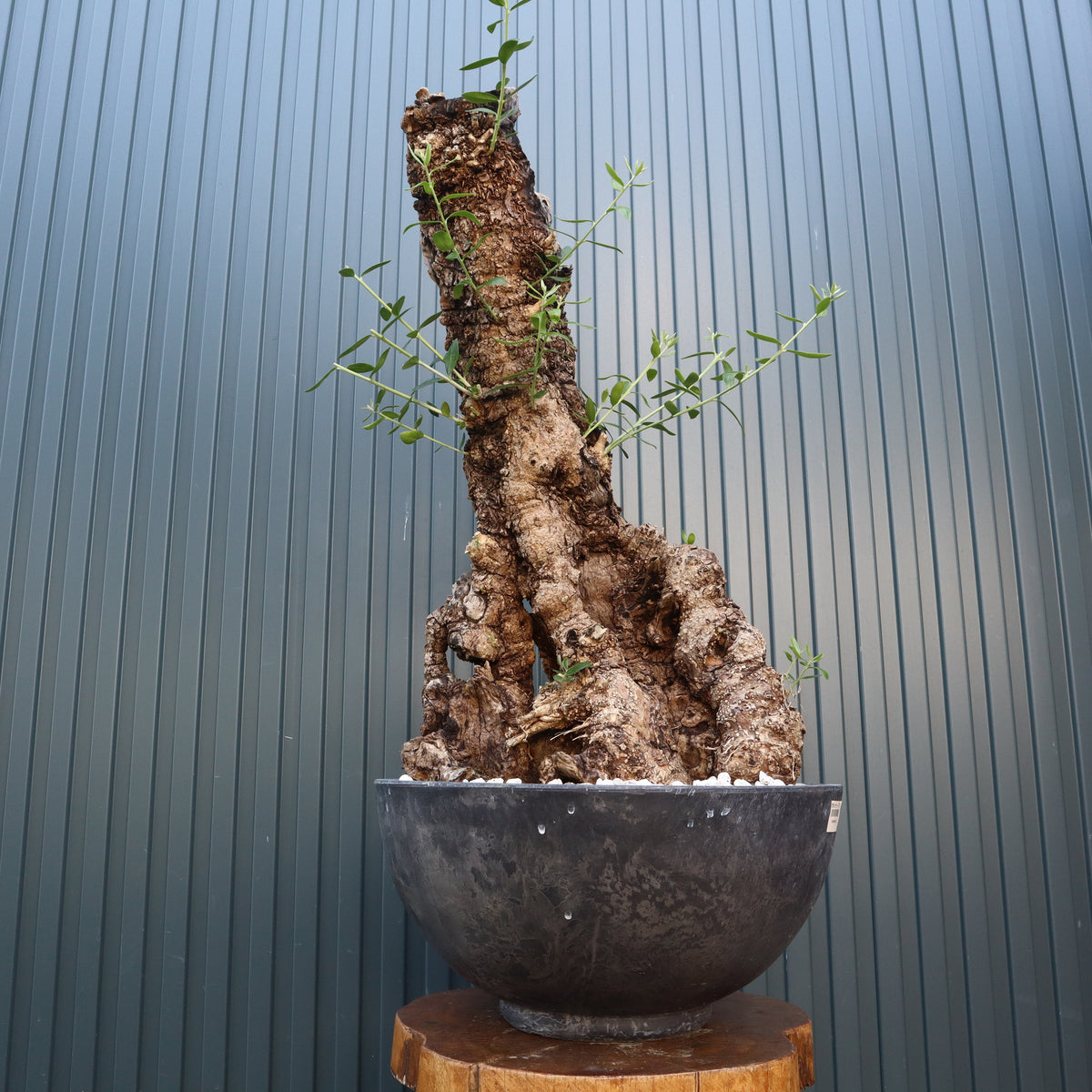 9月のピックアップ商品 – TaiShoDo ONLINE SHOP