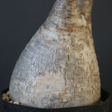 P.グラキリス 2115