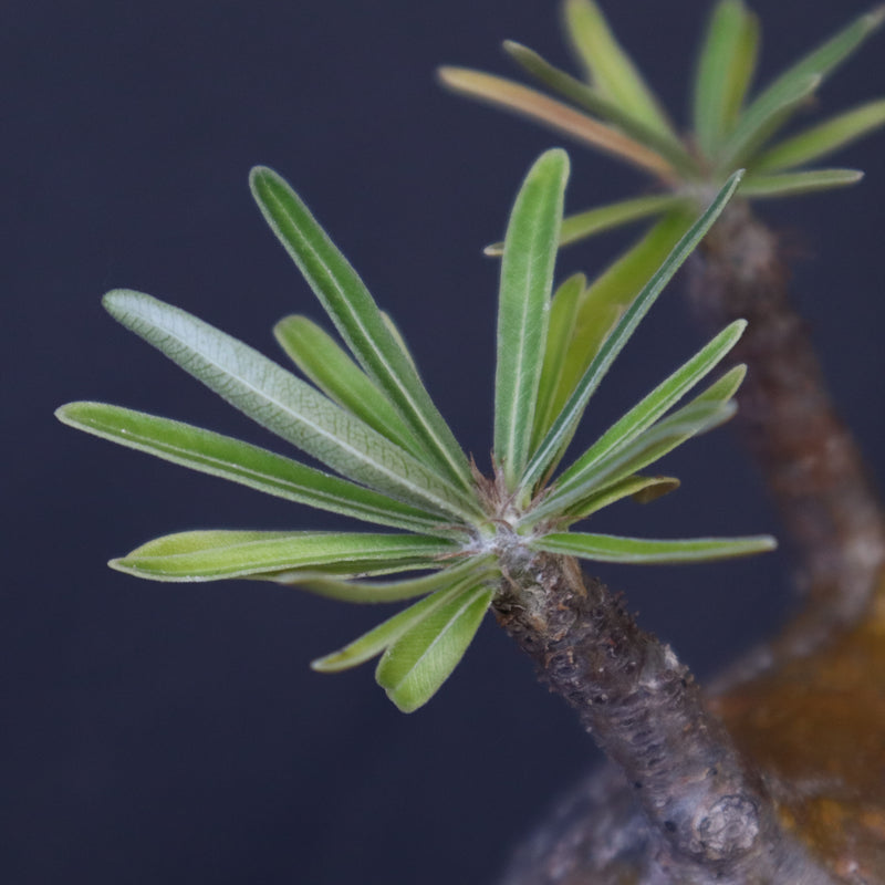 P.グラキリス C19