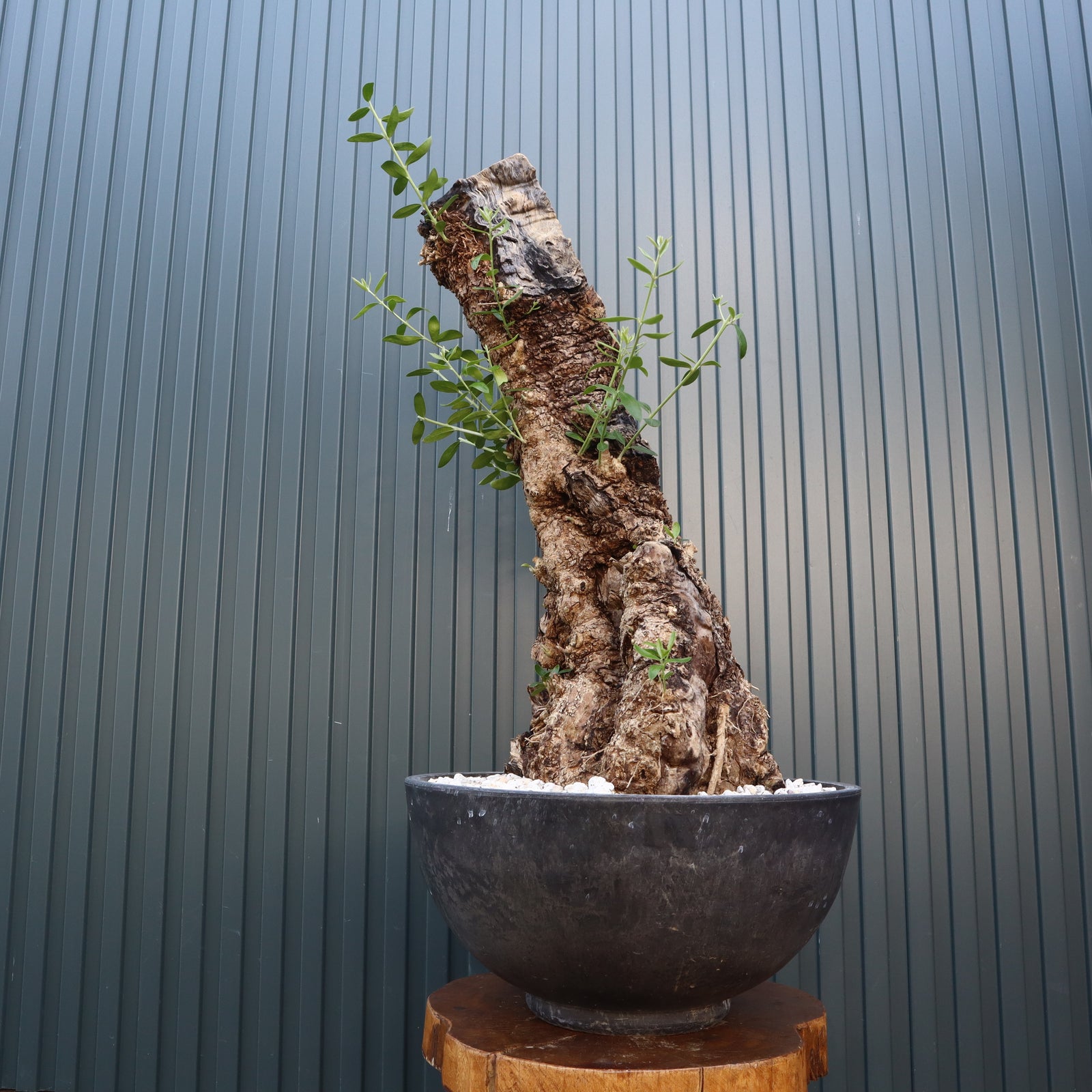 A*3様 【発根済/訳あり】古木オリーブ 盆栽 Old olive Old olive(古木オリーブ)×the first industrial – ELBAZ GREEN STORE