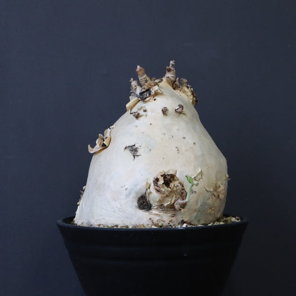 C.セイチアナ　3