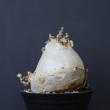 C.セイチアナ　3