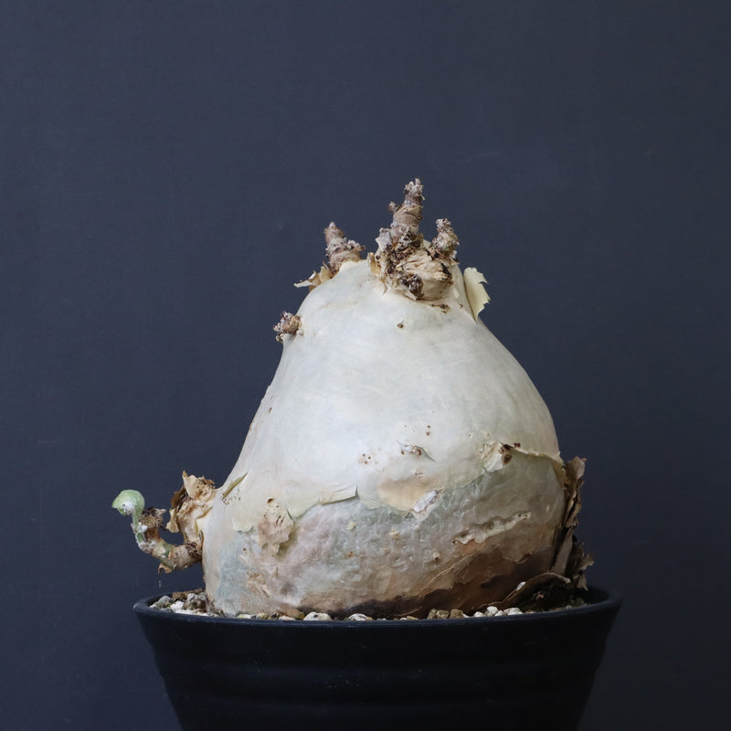 C.セイチアナ　3