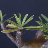 P.グラキリス C19