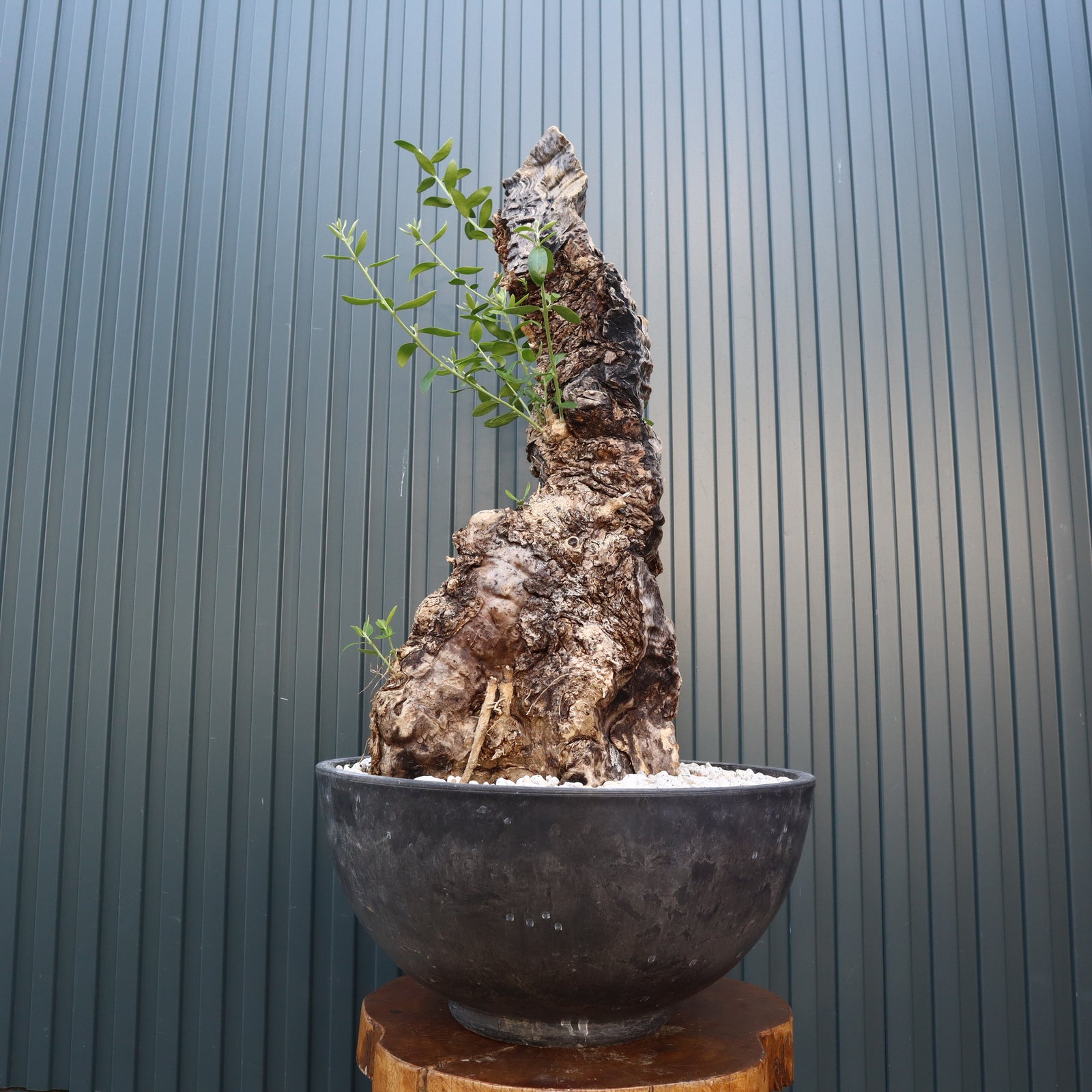 オールドオリーブ 古木オリーブ オリーブ古木 塊根植物 パキプス コーデックス Old Olive 古木オリーブ［No.05］× 11号皿鉢(φ33cm) | Botanic