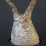 P.グラキリス 2115