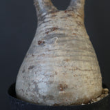 P.グラキリス 2115