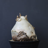 C.セイチアナ　3