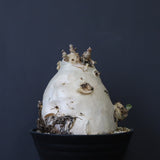 C.セイチアナ　3