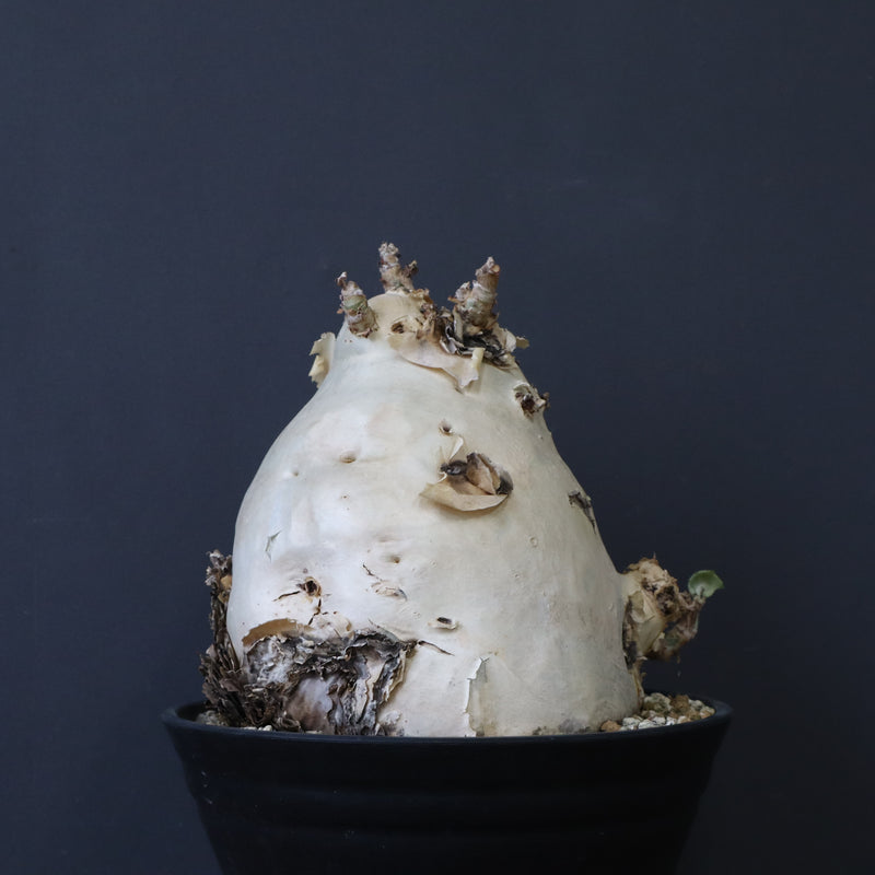 C.セイチアナ　3