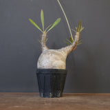 P.グラキリス 2026