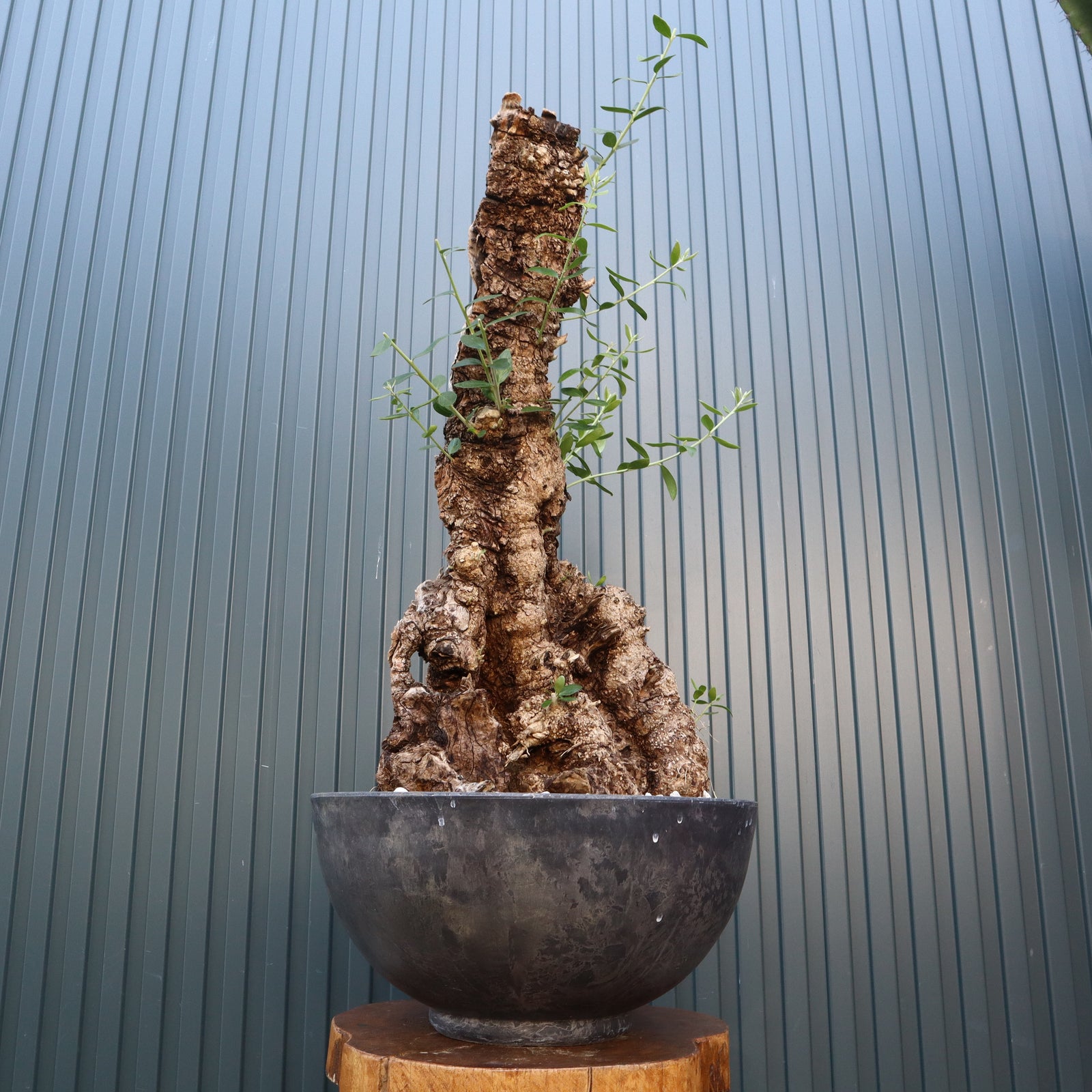 値下げ 古木オリーブ オールドオリーブ OLD Olive オリーブの木