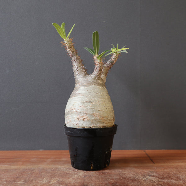 TaiShoDo ONLINE SHOP 塊根植物 多肉植物通販