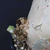 C.セイチアナ　3