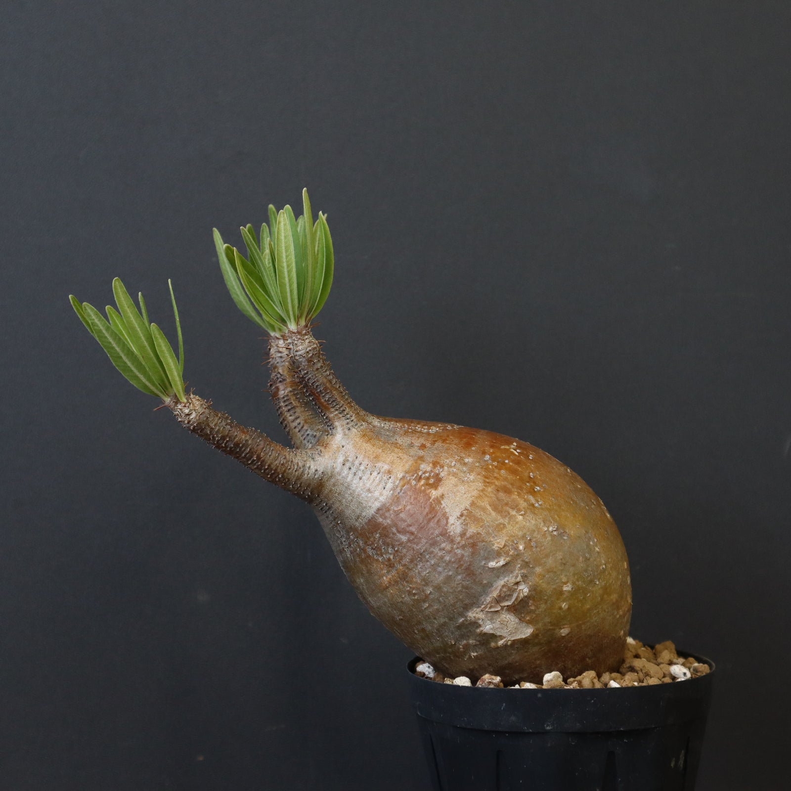 【大株】グラキリス　現地球　緑肌　赤肌　芽吹き有9/7撮影　おまけ付き fit=scale-down,w=1200