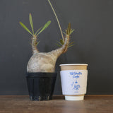 P.グラキリス 2026