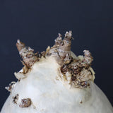 C.セイチアナ　3