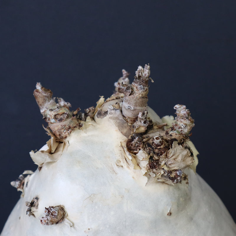 C.セイチアナ　3