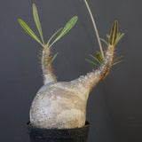 P.グラキリス 2026