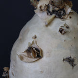 C.セイチアナ　3