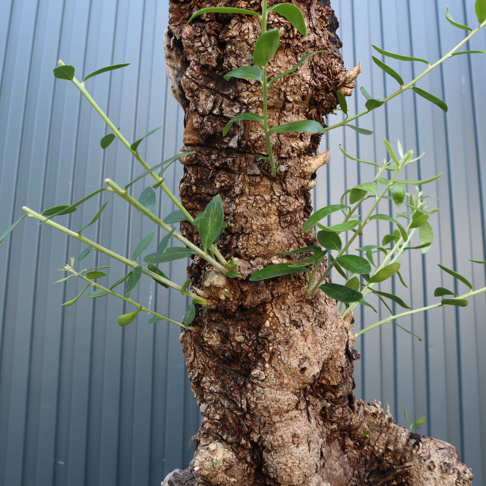 オールドオリーブ 古木オリーブ オリーブ古木 塊根植物 パキプス コーデックス Old Olive 古木オリーブ［No.05］× 11号皿鉢(φ33cm) | Botanic