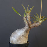 P.グラキリス 2026