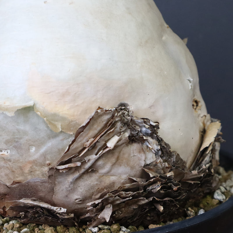 C.セイチアナ　3