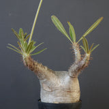 P.グラキリス 2026