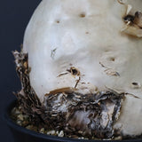 C.セイチアナ　3