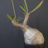 P.グラキリス 2026