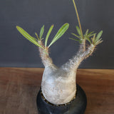 P.グラキリス 2026