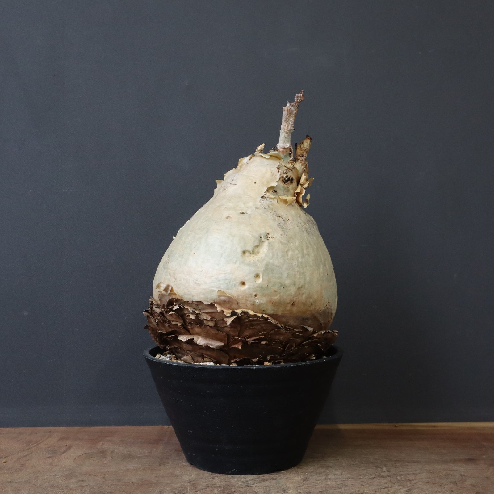 C.セイチアナ 2 – TaiShoDo ONLINE SHOP