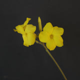 P.グラキリス 2026