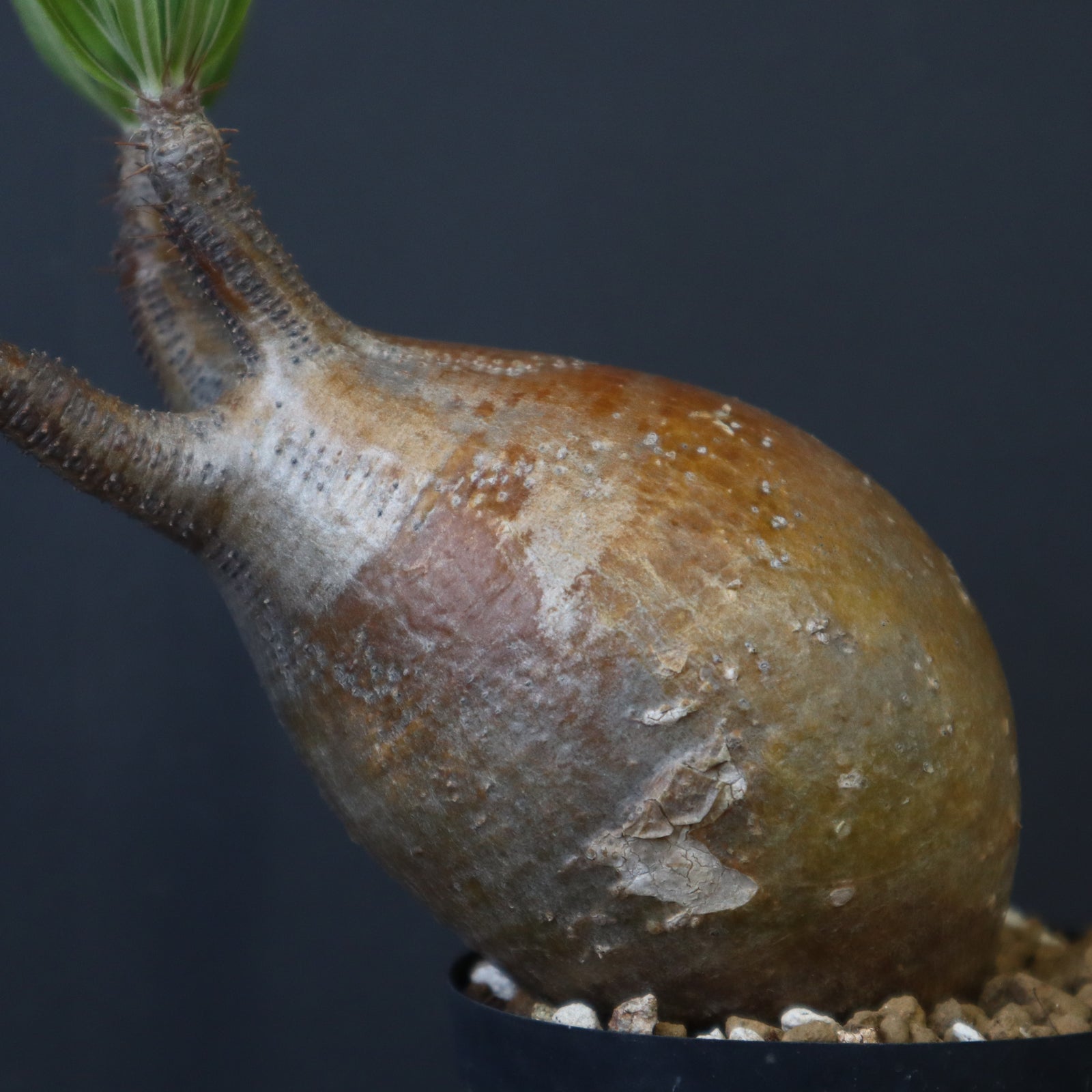 P.グラキリス C16 – TaiShoDo ONLINE SHOP