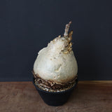 C.セイチアナ　2