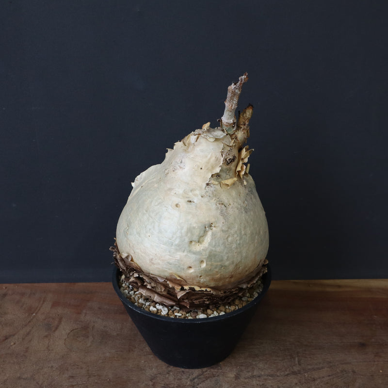 C.セイチアナ　2