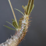 P.グラキリス 2026