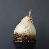 C.セイチアナ　2