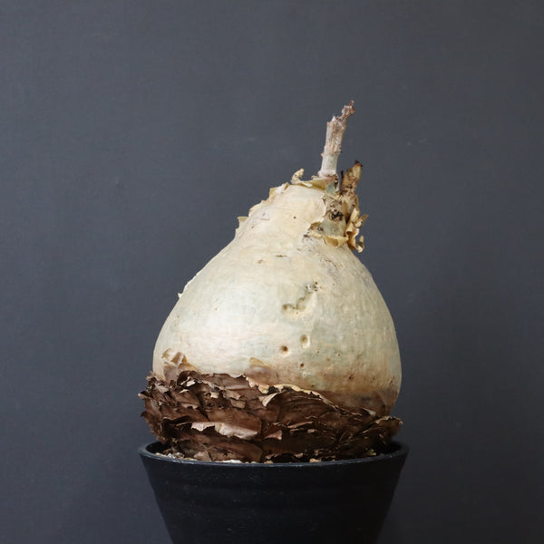 C.セイチアナ　2