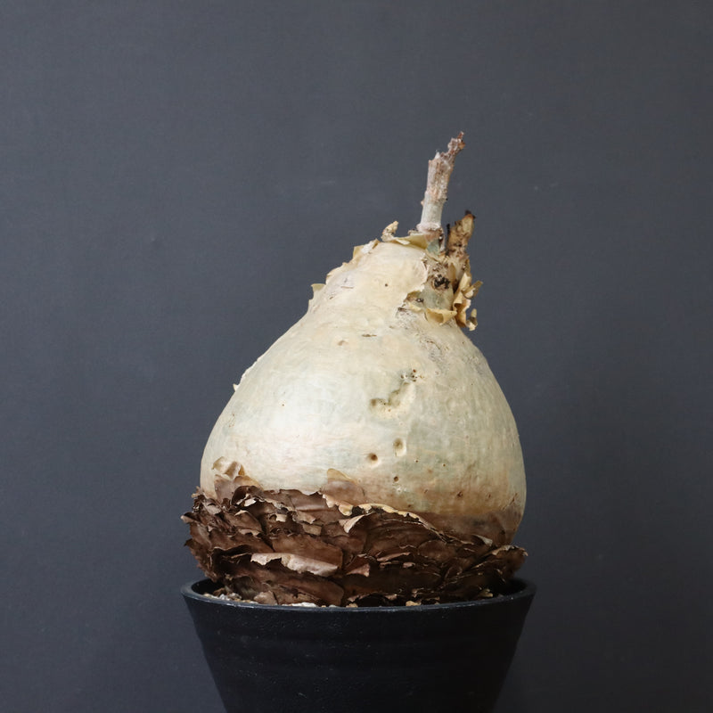 C.セイチアナ　2