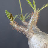 P.グラキリス 2026