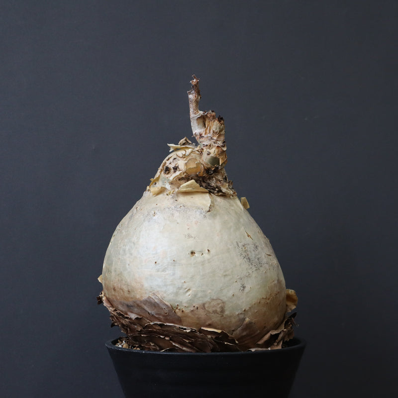 C.セイチアナ　2