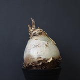 C.セイチアナ　2