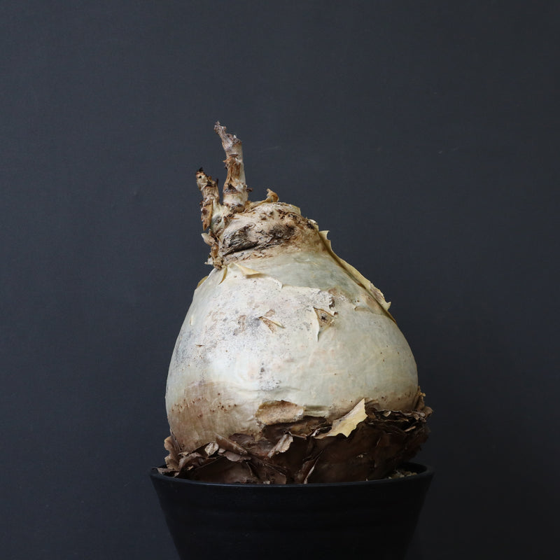 C.セイチアナ　2