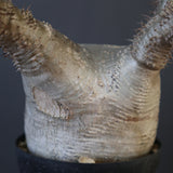 P.グラキリス 2026