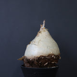 C.セイチアナ　2