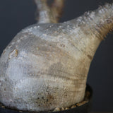 P.グラキリス 2026