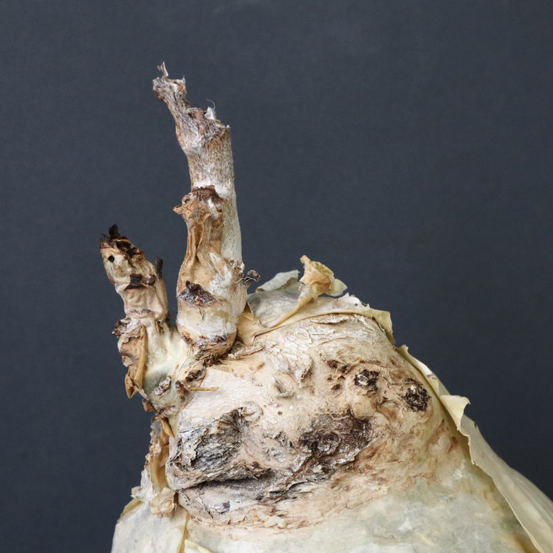 C.セイチアナ　2