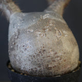 P.グラキリス 2026