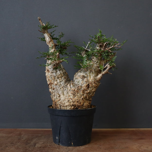 Botanical Holic |  手乗りサイズのパキプス販売  7/10